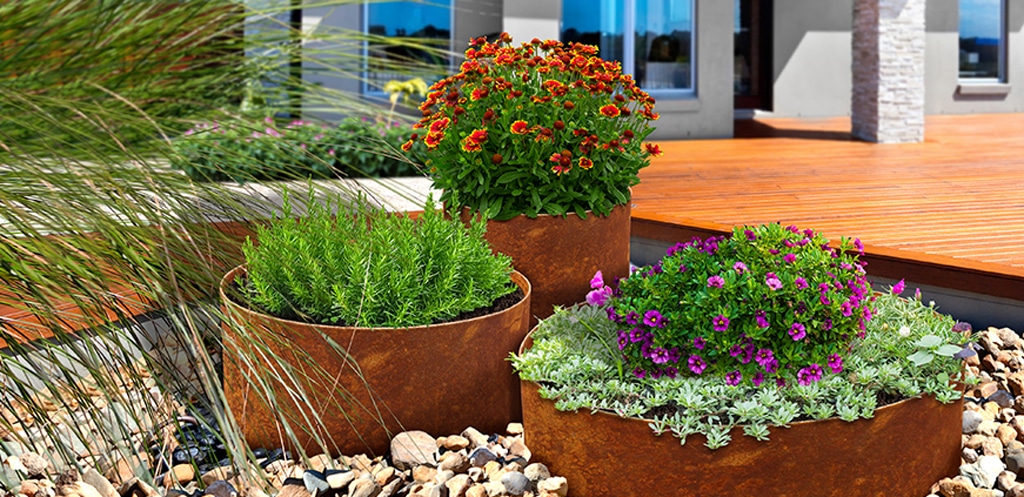 Colorful Flower Garden in Kuwait