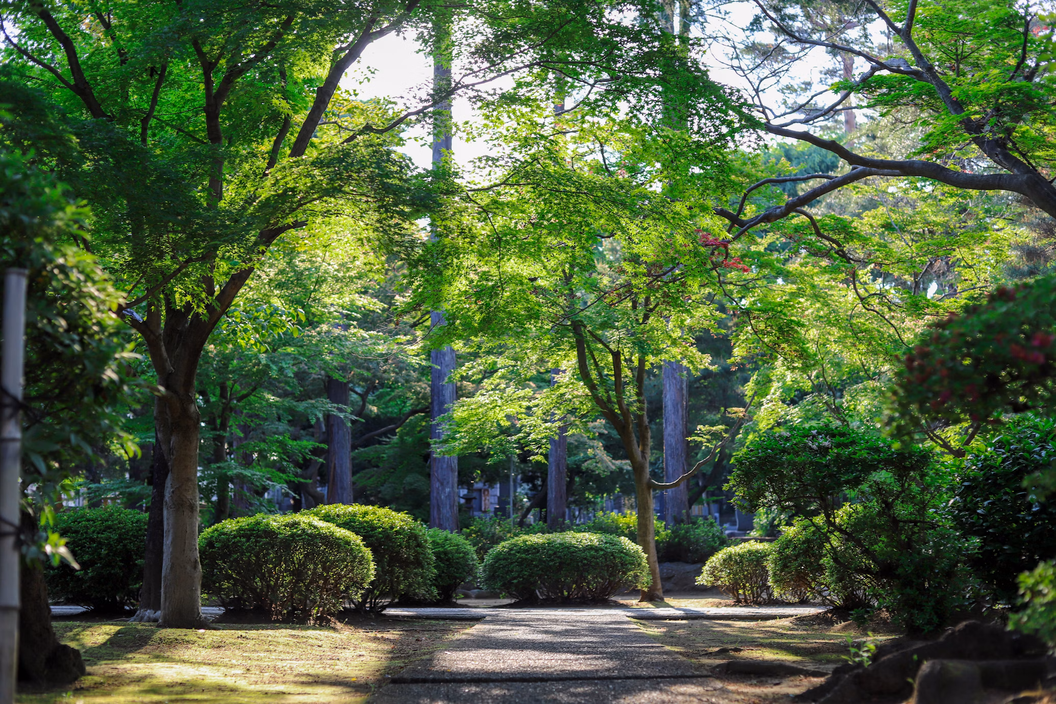 Accent lighting on a feature tree in a garden
