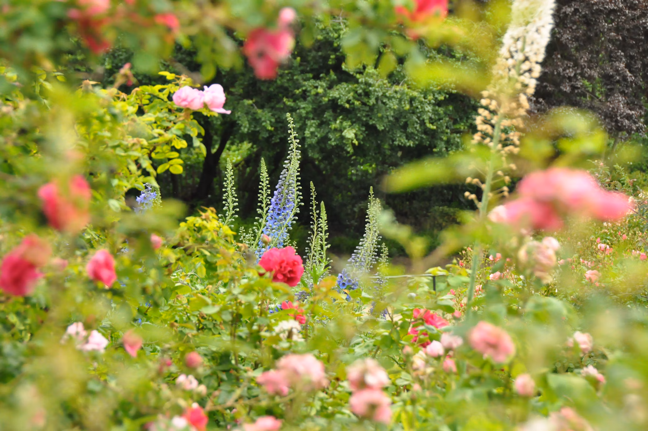 Flowering ornamental tree adding beauty to a landscape