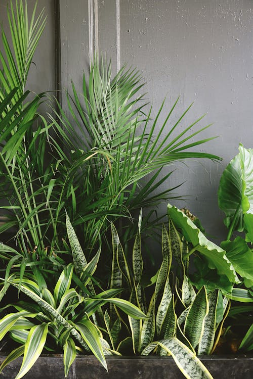 Sustainable water-wise garden design in Kuwait